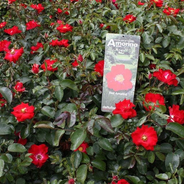 Mini Rose Red Ricco Amorina Tiny Black Flies