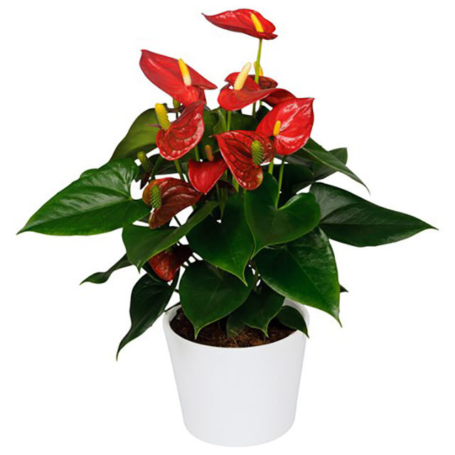 Anthurium andraeanum Fiesta Sticky Leaves