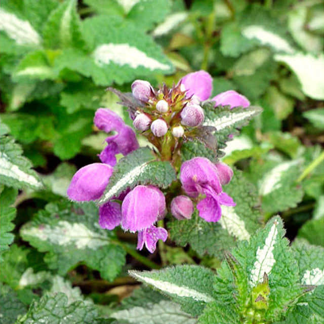 Lamium maculatum