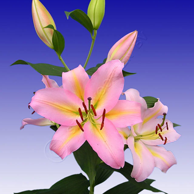 Lilium Oriental Rhone Fine Webbing