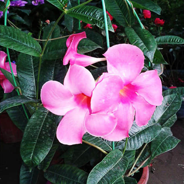 Mandevilla sanderi