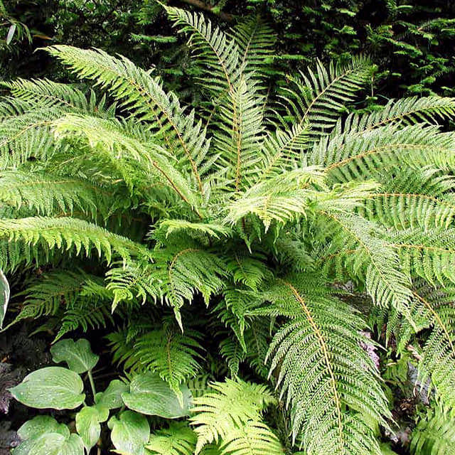 Polystichum setiferum