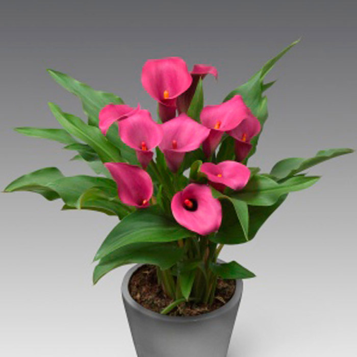 Zantedeschia Santa Fe Sudden Leaf Drop