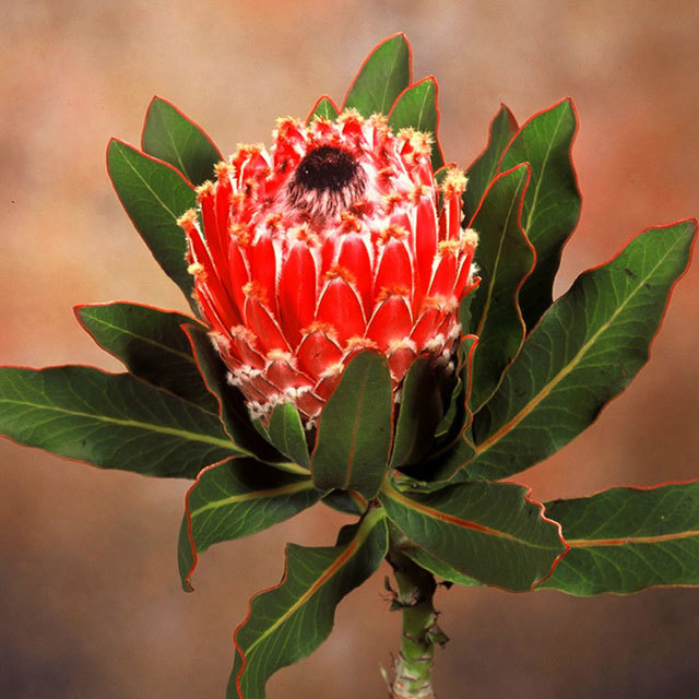 Protea Barbigera