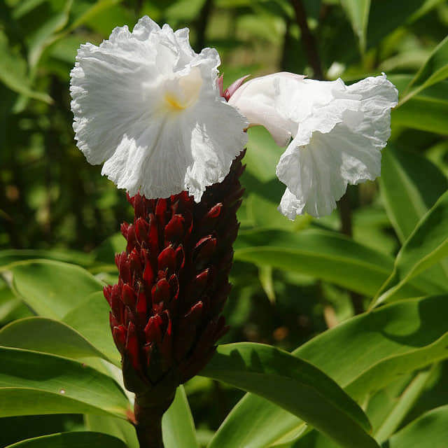Cheilocostus speciosus