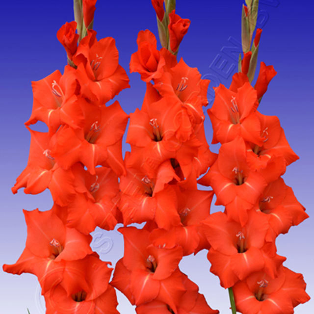 Gladiolus Fortuna Red
