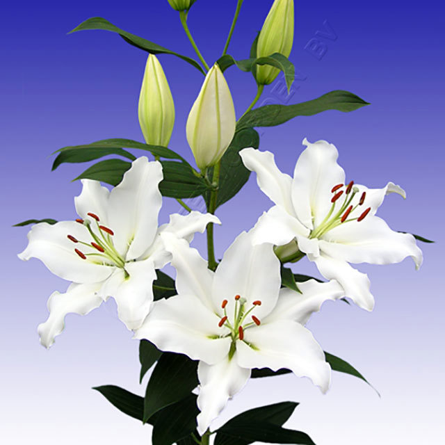 Lilium orientalis Rialto Tiny Black Flies