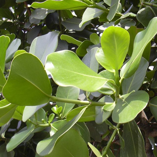 Clusia rosea
