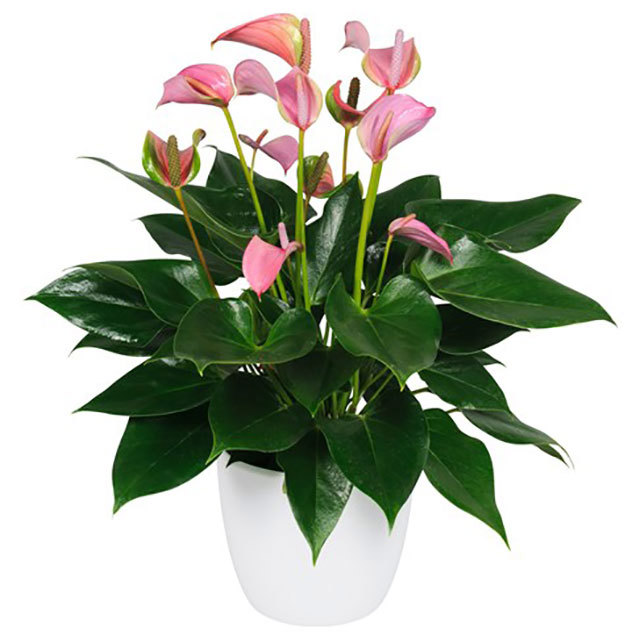Anthurium andraeanum Joli Fine Webbing