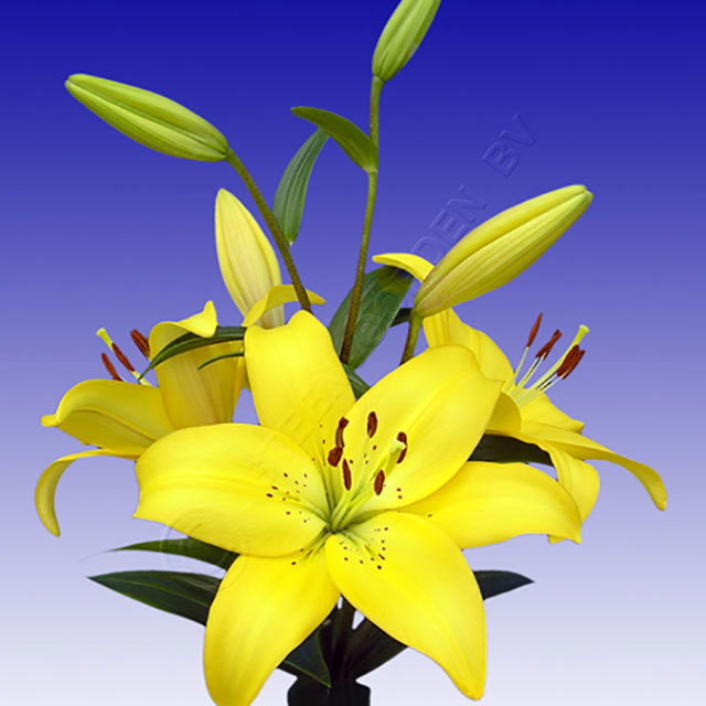 Lilium Ceb Dazzle Fine Webbing