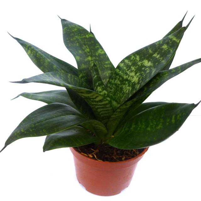 Sansevieria trifasciata hahnii Yellow Leaves