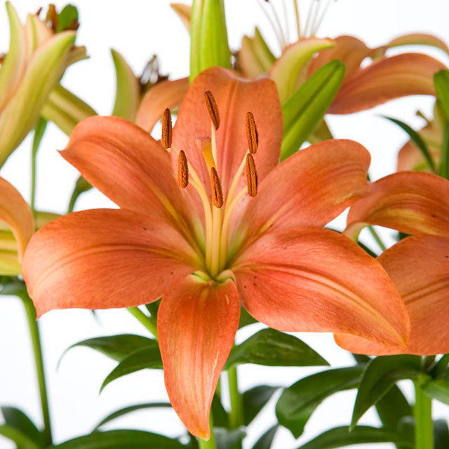 Lilium Mt Hood