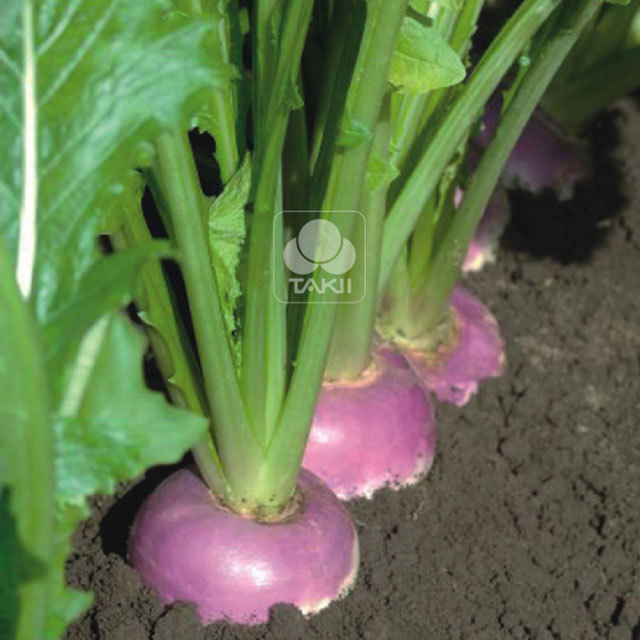 Turnip Falko F1 White Cottony Spots
