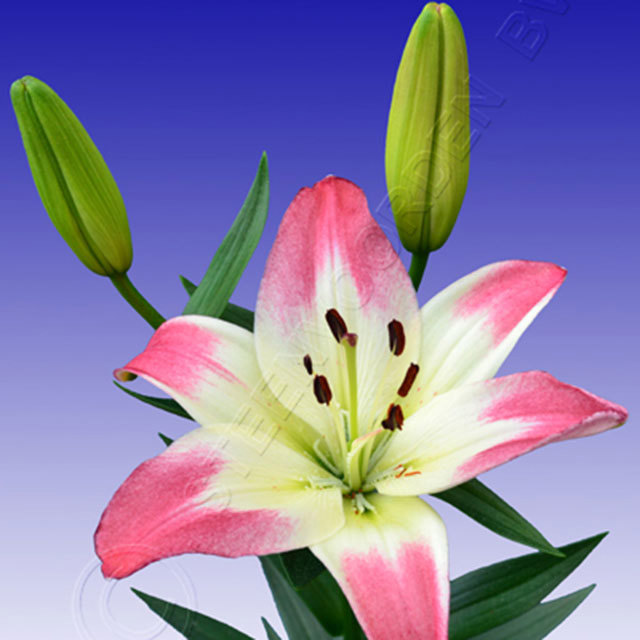 Hymenocallis Holebii