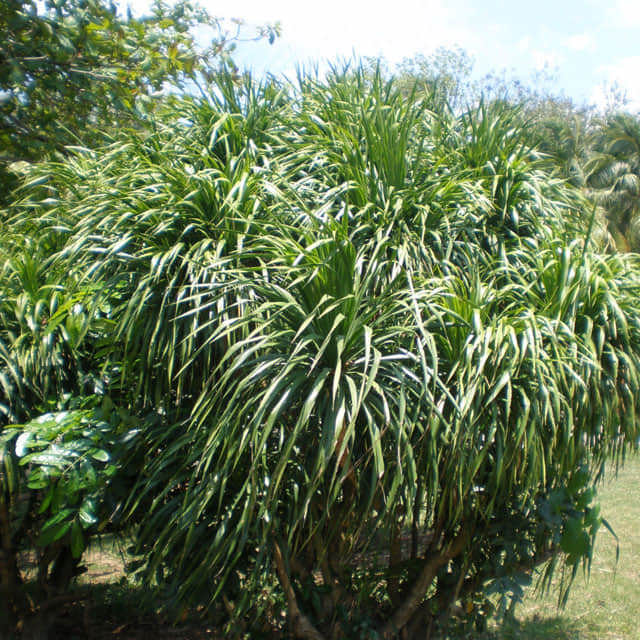 Dracaena draco