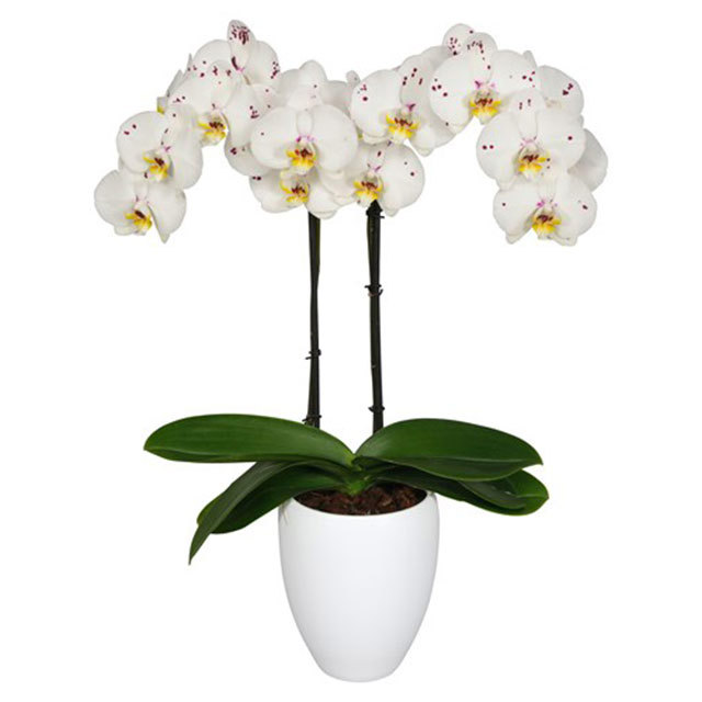 Phalaenopsis Lisboa