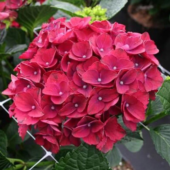 Hydrangea macrophylla Magical Triumph White Cottony Spots