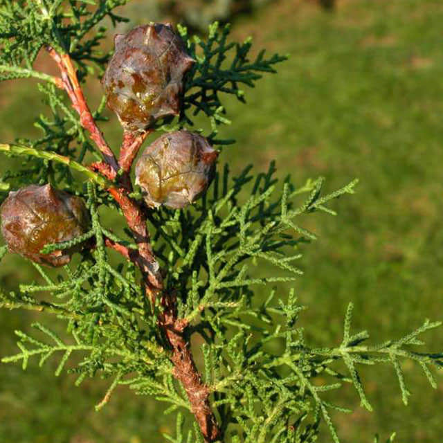 Cupressus macrocarpa