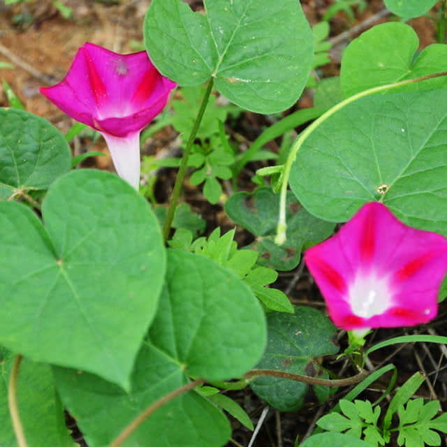 Ipomoea purpurea