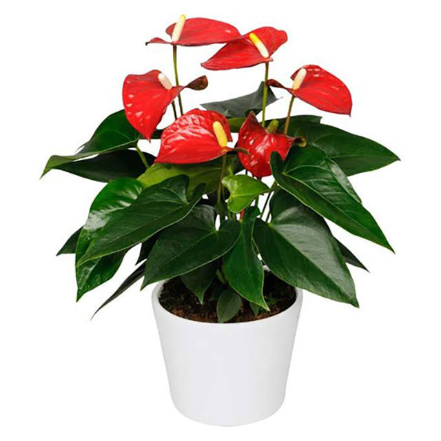 Anthurium andraeanum Bambino Red Sticky Leaves
