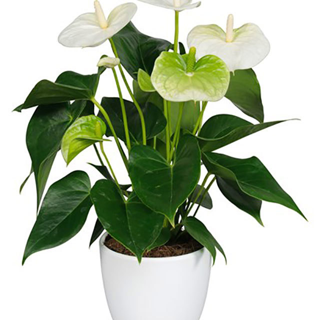 Anthurium andraeanum Eternity Fine Webbing