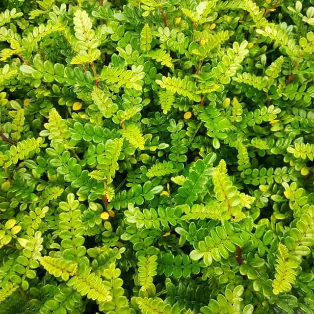 Zanthoxylum piperitum
