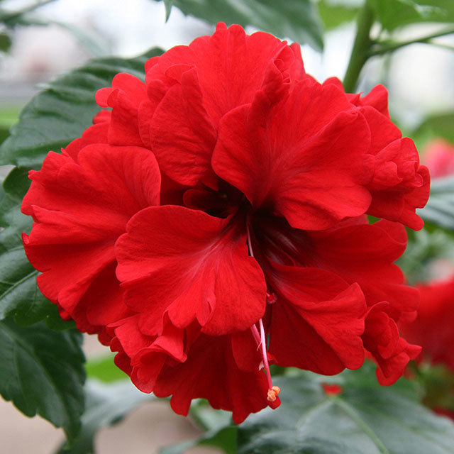 Hibiscus rosa-sinensis Firefall Double Red