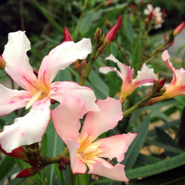 Nerium oleander