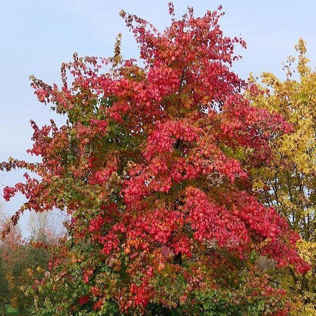 Acer buergerianum