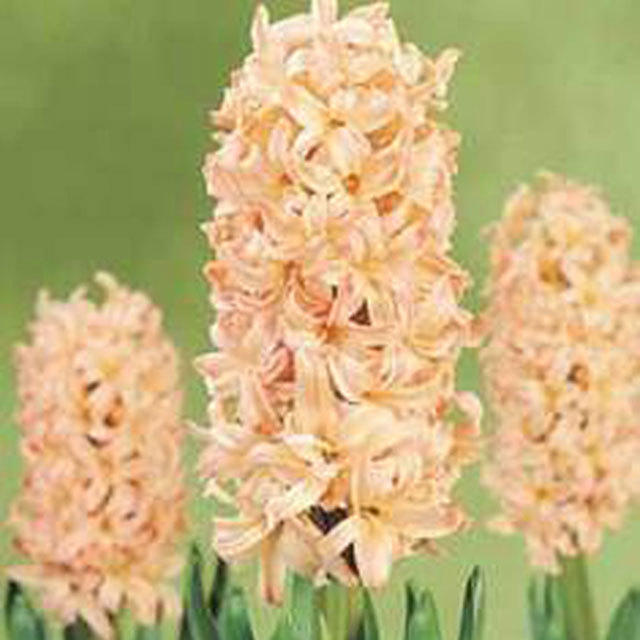 Hyacinthus orientalis Gipsy Queen