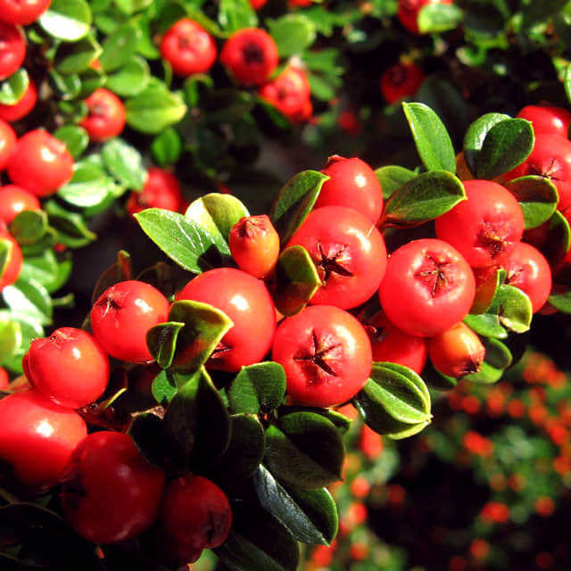 Cotoneaster franchetii
