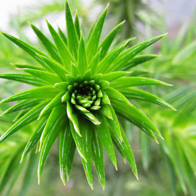Cunninghamia lanceolata