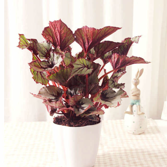Begonia rex-cultorum