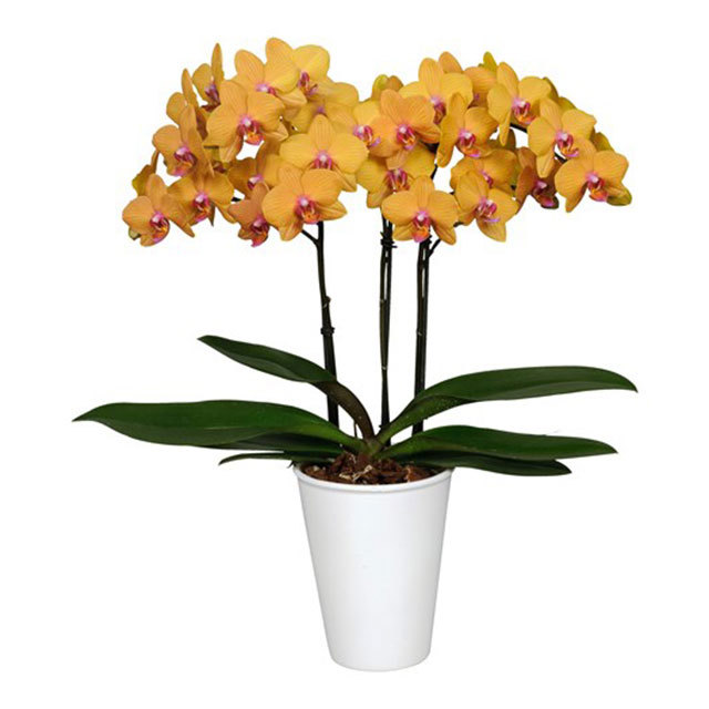 Phalaenopsis Piacenza