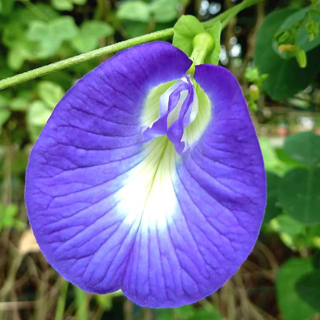 Clitoria ternatea