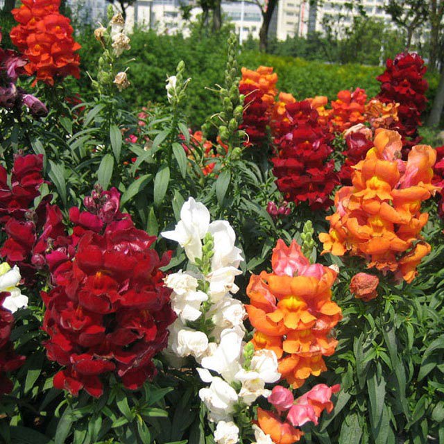 Antirrhinum majus