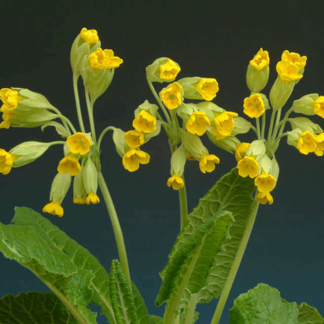 Primula veris