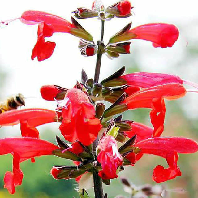 Salvia coccinea Leggy Stems