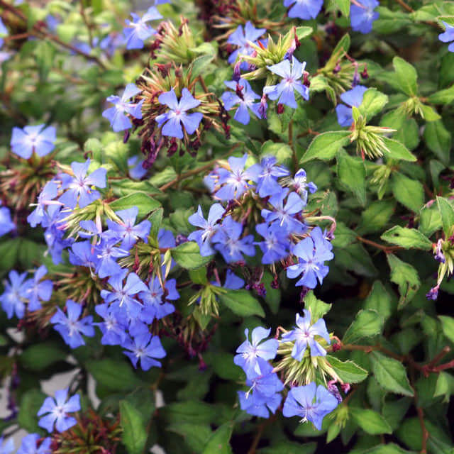 Ceratostigma willmottianum