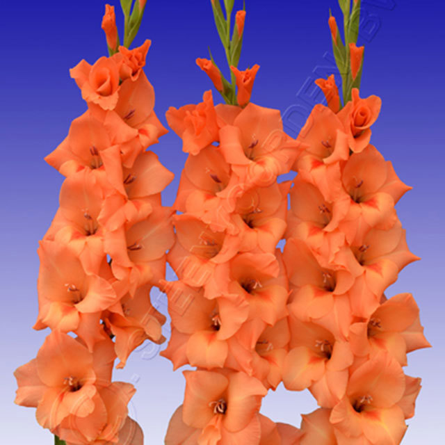 Gladiolus Peter Pears
