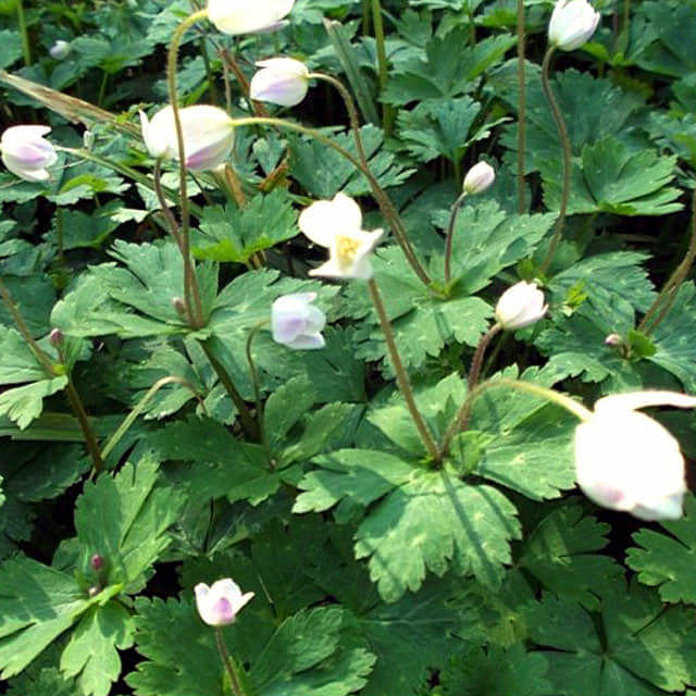Anemone sylvestris