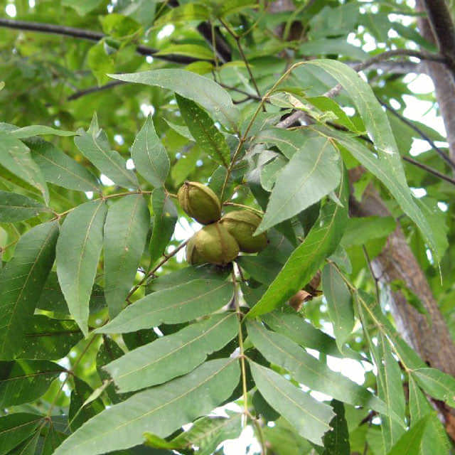 Carya aquatica