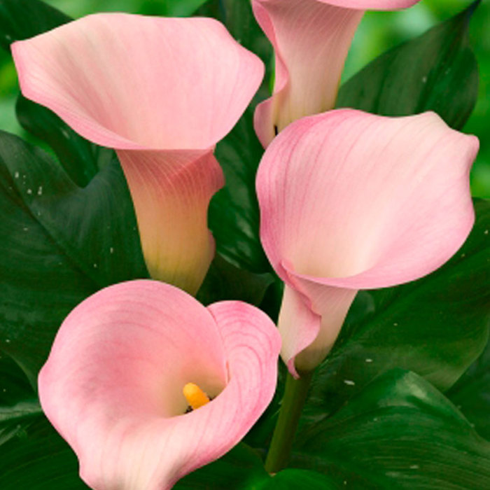 Zantedeschia Captain Melrose Sudden Leaf Drop