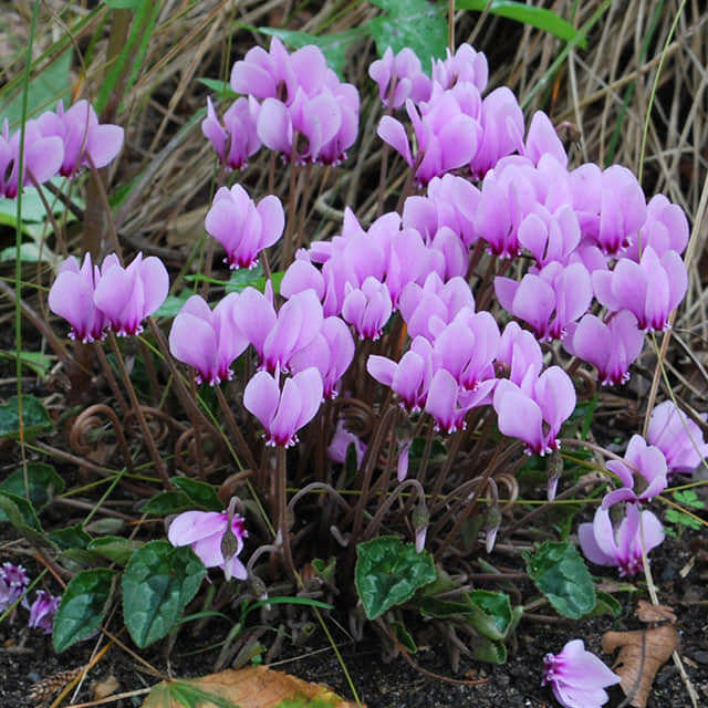 Cyclamen hederifolium
