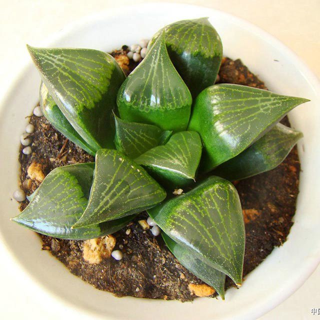 Haworthia retusa White Cottony Spots