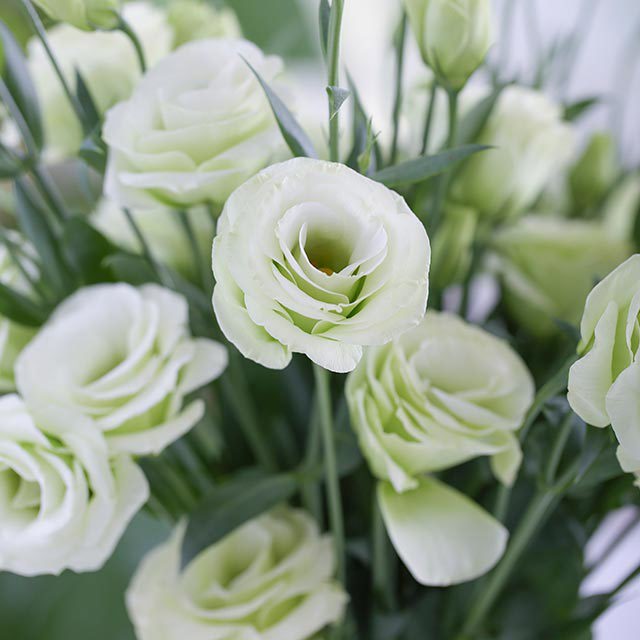 Eustoma grandiflorum