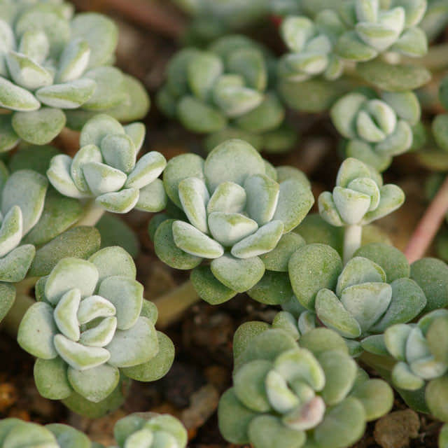 Sedum spathulifolium