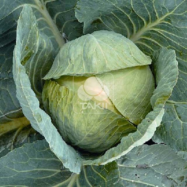Brassica oleracea Predeco F1