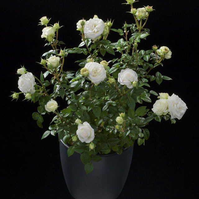 Mini Rose Rosa Terrazza Pure Tiny Black Flies
