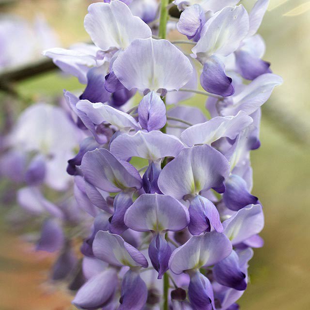 Wisteria sinensis Leggy Stems